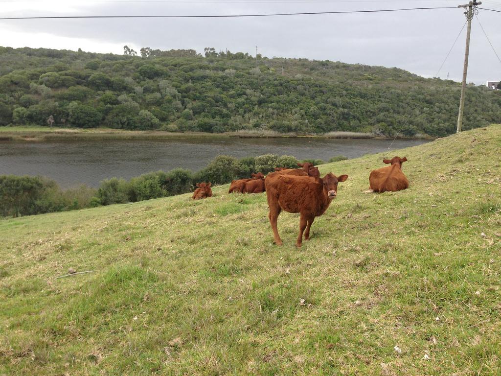 Waterryk Eco Guest Farm Daire Stilbaai Dış mekan fotoğraf